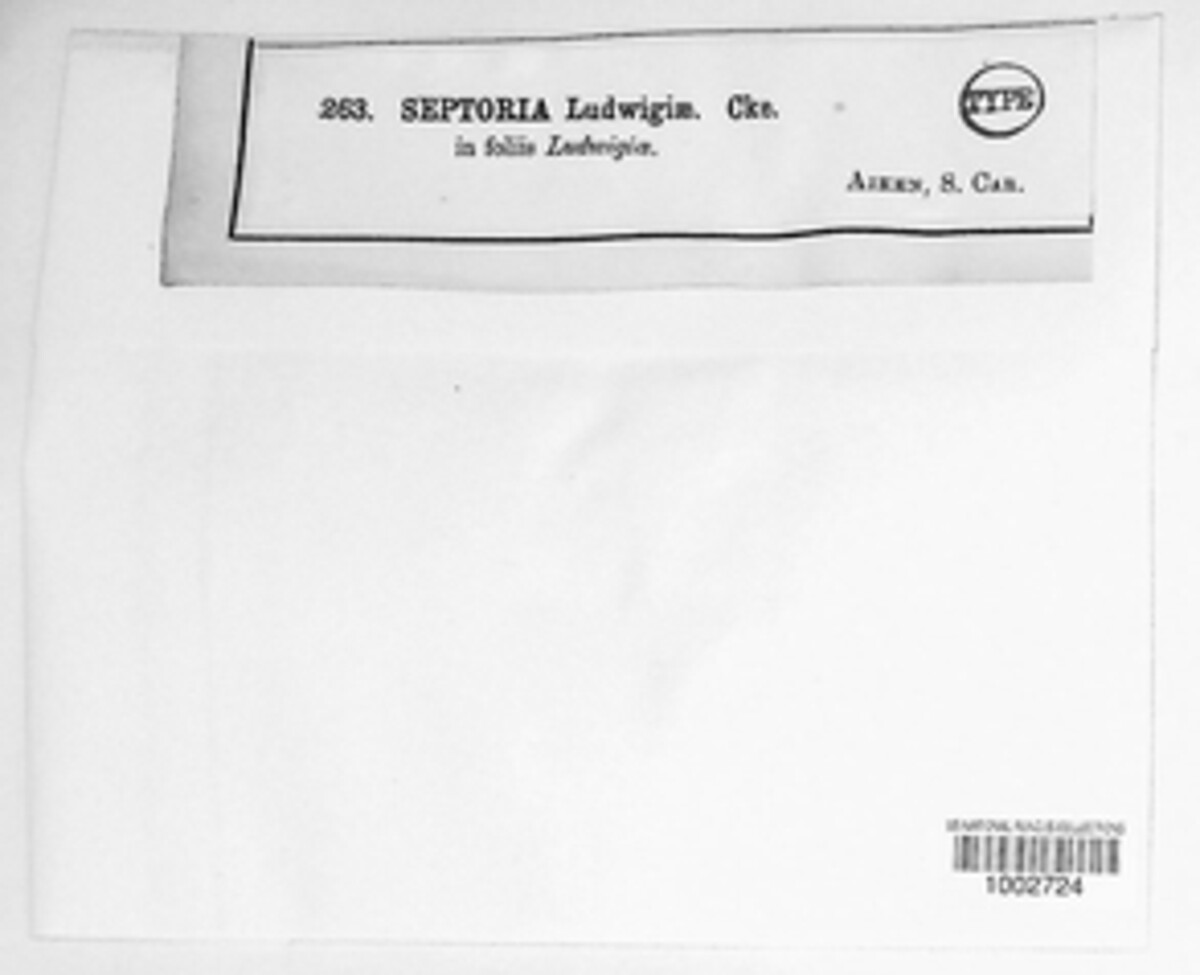 Melanops ludwigiae image